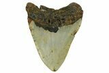Fossil Megalodon Tooth - North Carolina #376927-2